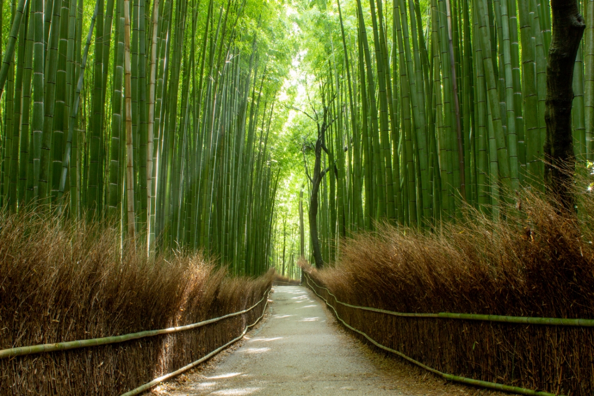 Kyoto By Foot